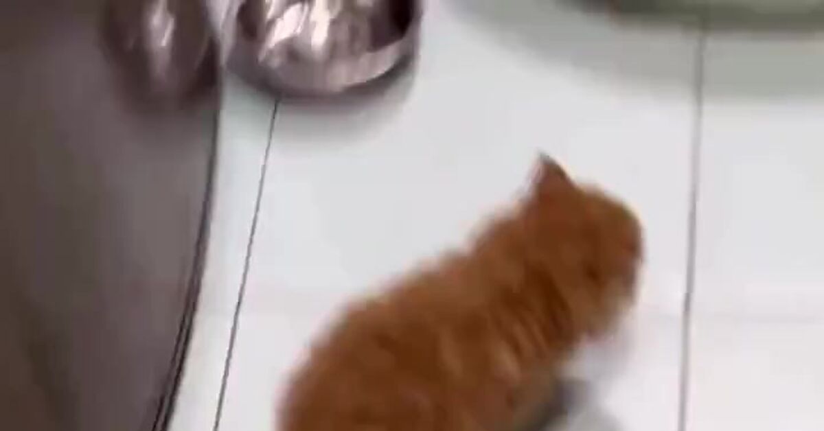 Caught myself - cat, Humor, Video, Vertical video, Short videos