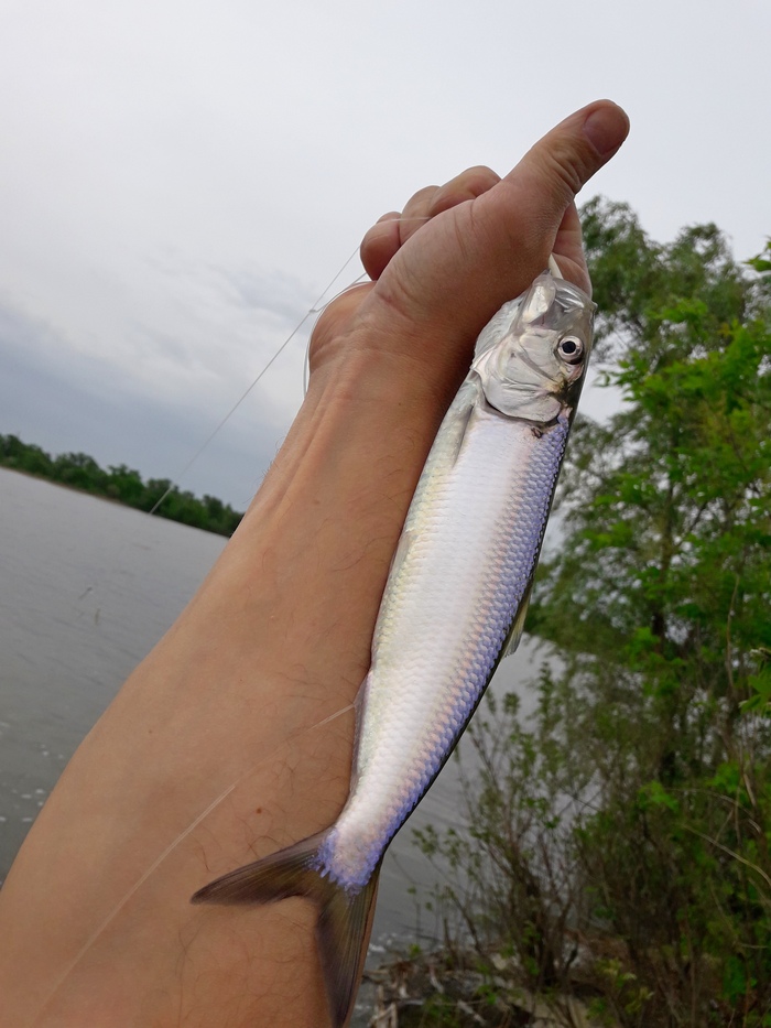 ������� ������