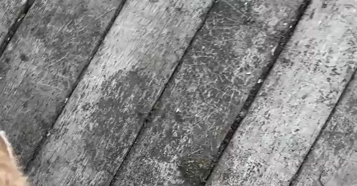 Foxes are like cats, but with ADHD. - Humor, Vertical video, Short videos, Fox, Telegram (link), Video