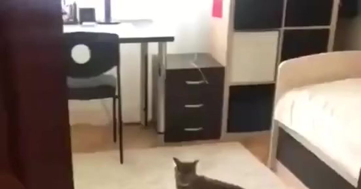 Response to the post An Awl in the Ass - Visual - cat, Awl in the ass, Vertical video, Short videos, Video, Reply to post