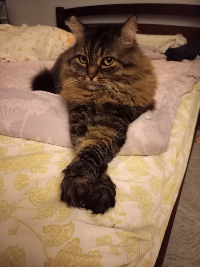 ���� 11 ���.