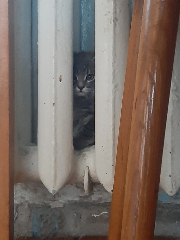 ���� ���, ����� ����