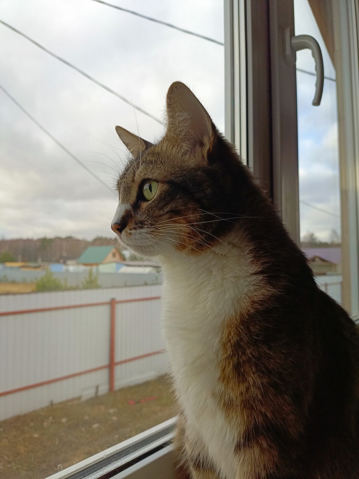 ������ ���� ����� ����