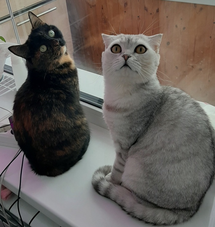 ������ ���� ����� ����