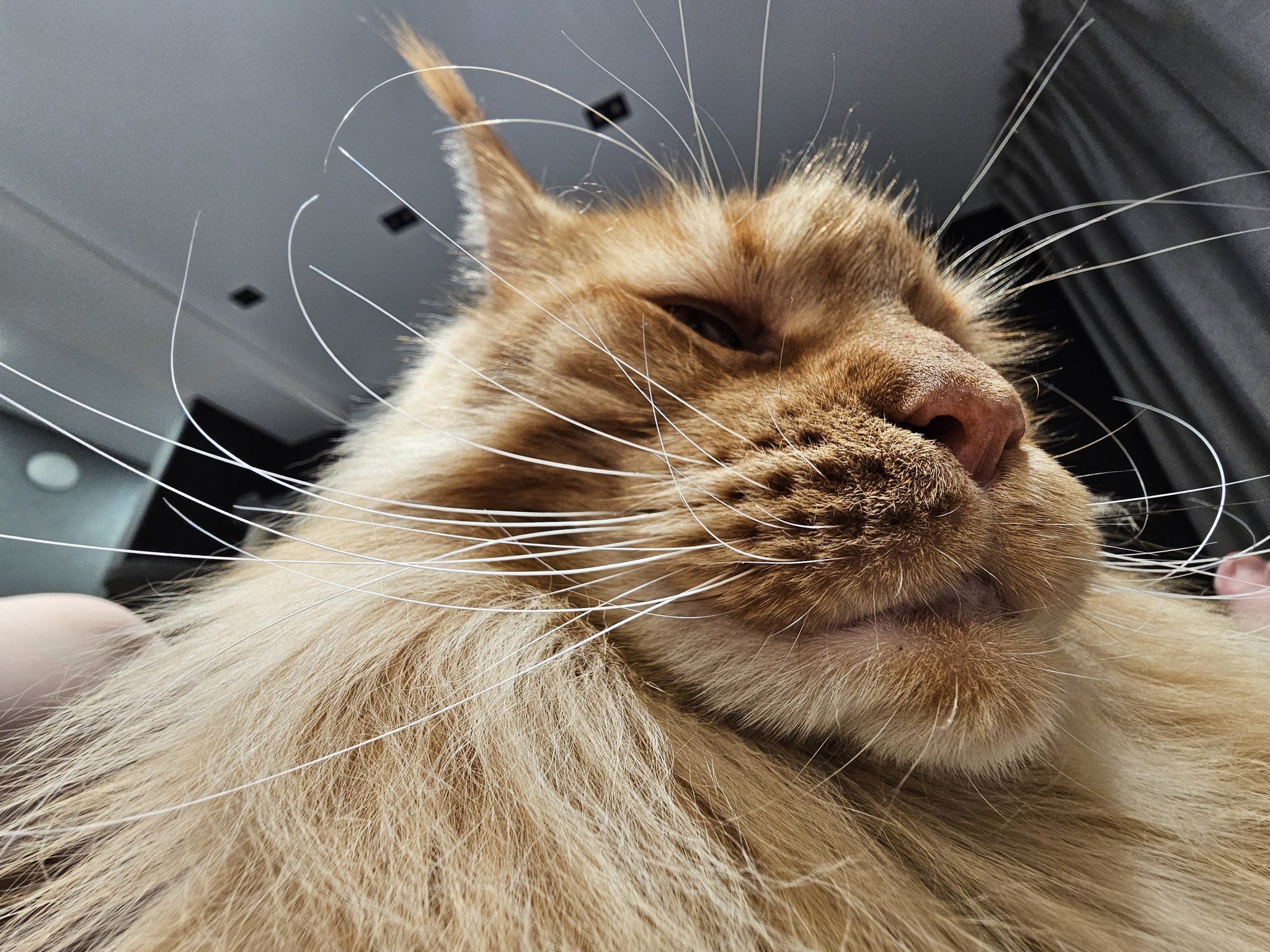 Лучшие фото моего кота. Тоже - Мейн-кун, Фотография, Большие кошки, Кошатники, Кот, Моё
