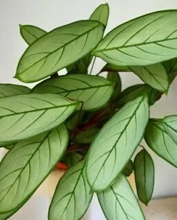 �������� ���� ����