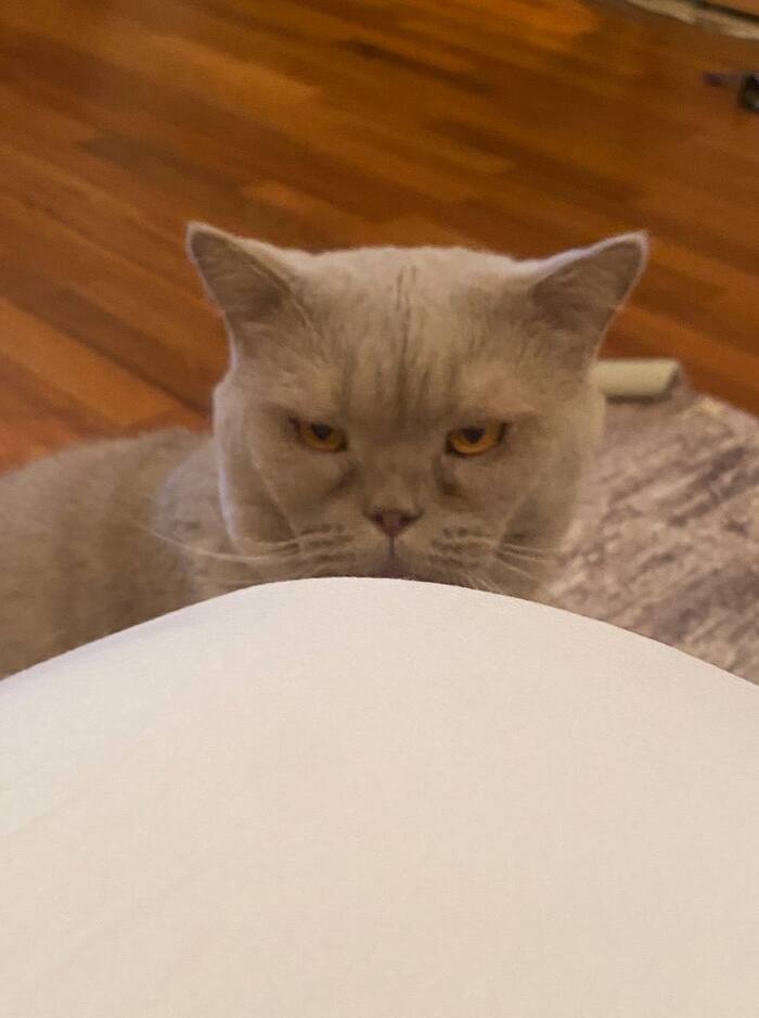 Моё, еды требующее...