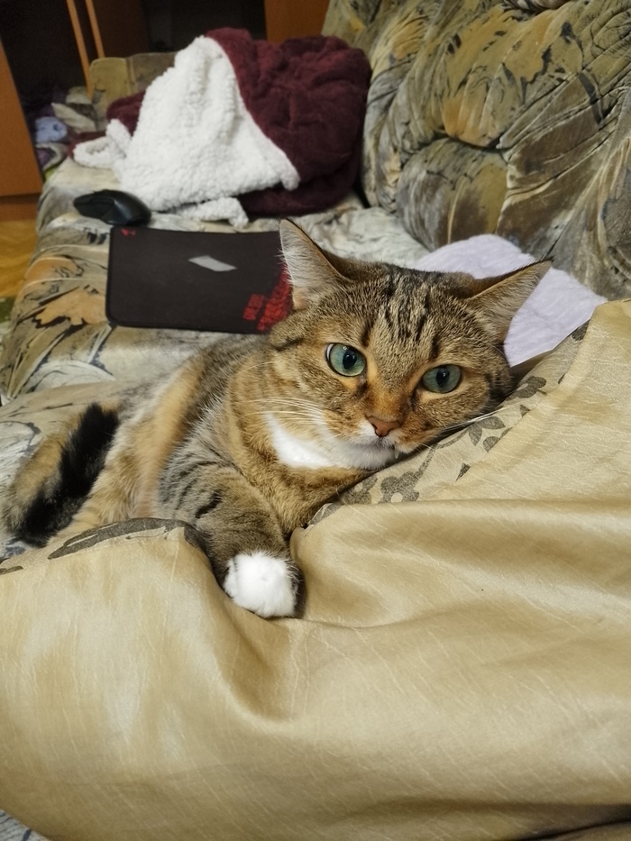 Моя Ёшка в 2025 году