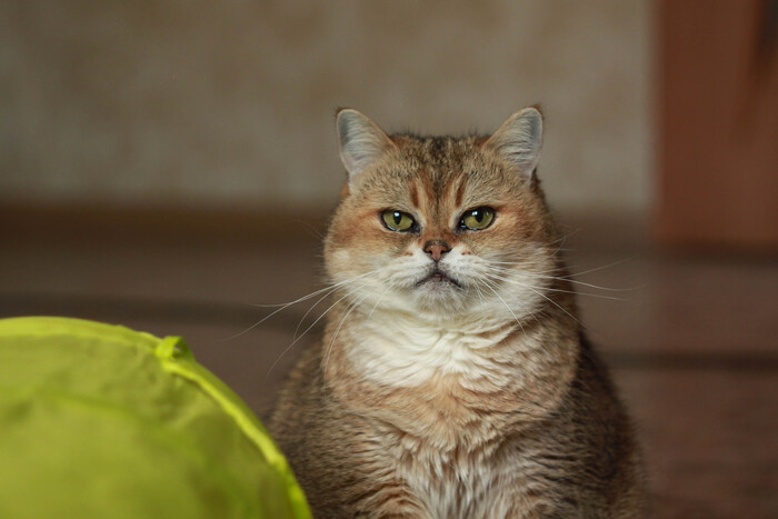 ������ ��������� ���� ����