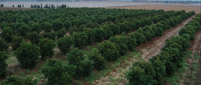 � ������� ������ �� ����� ��������� ���������� ������� ��� ������� � ����������� / Granot