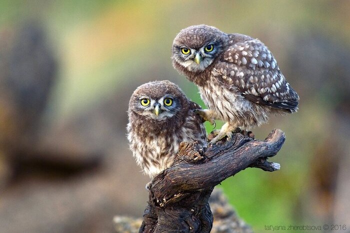 ������ ������� ��� �� ������ �� �������������� �������.