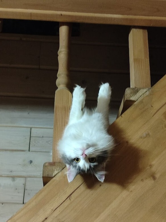 �� ����� ������ ���� ����