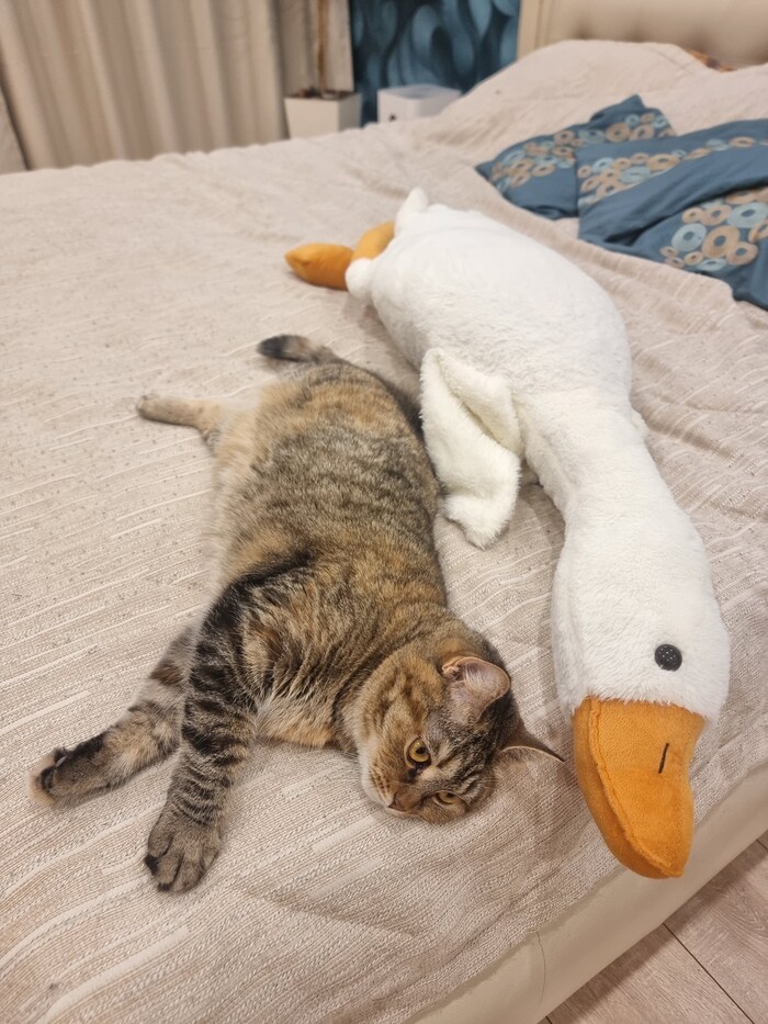 �� ������ ���� ����