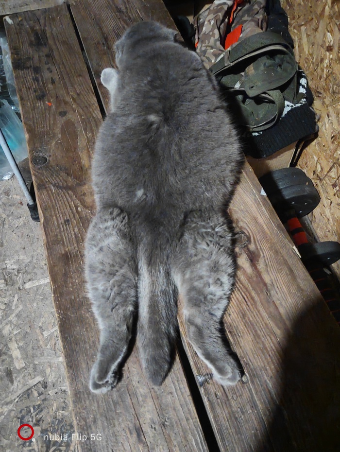 Не лучшее фото кота