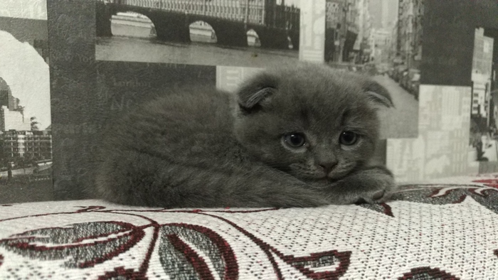 ��� ������ ���� ����