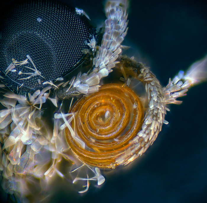 ����� �������� ���� ��� �����������