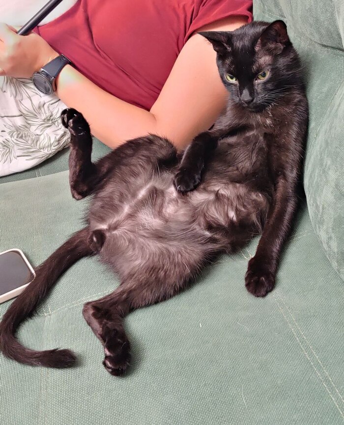 Ответ на пост «Задолбали вы со своими лучшими фото кота. Одно и то же. Давайте в худшие фото. Например вот!»