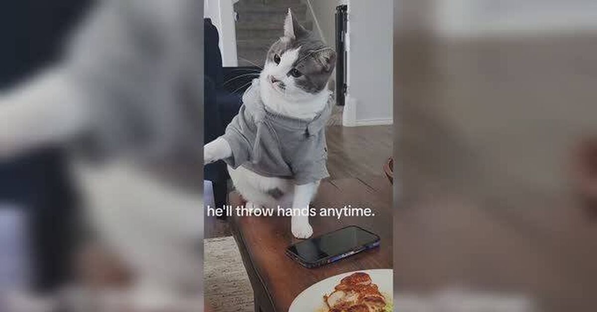 Funny Cats, Dogs, and More (Part 8) - Series Cute and funny ponytails, Animals, Pets, cat, Small cats, Dog, Cats and dogs together, Humor, Entertainment, Milota, Video, Rutube