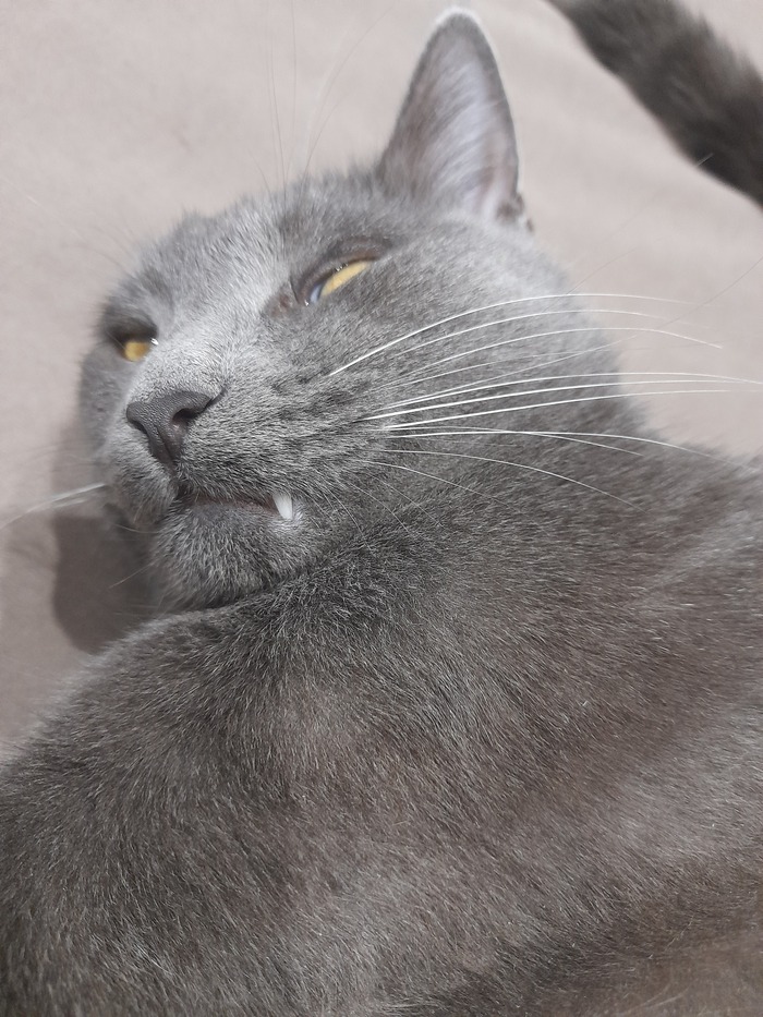 Ответ на пост «Задолбали вы со своими лучшими фото кота. Одно и то же. Давайте в худшие фото. Например вот!»