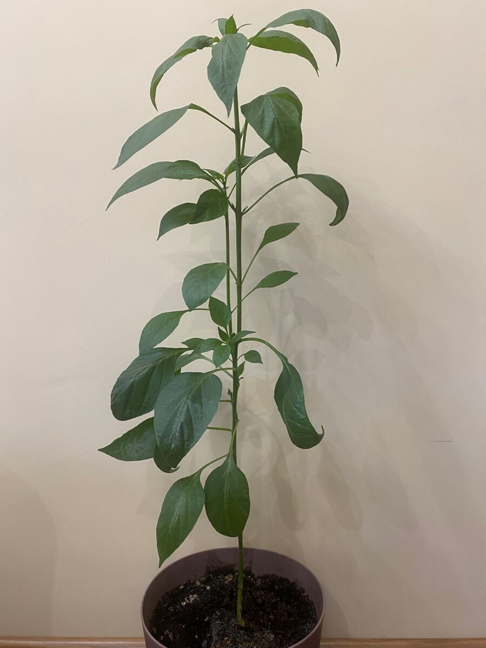 ����� 18 ���� ��� ��� ����� � ������ �� 63 ��. 