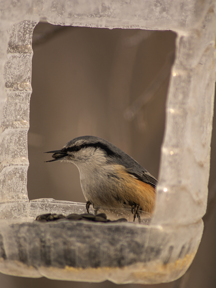 ����� ���������