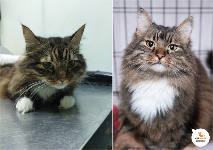 ��� ��������, 4 ����, ������ � ��������.