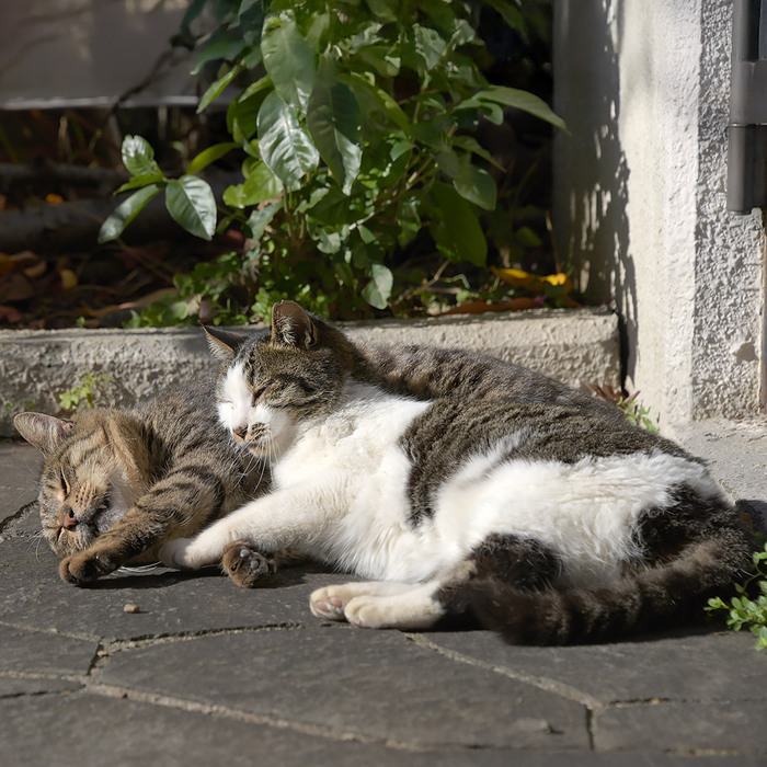 <!--noindex--><a href="https://pikabu.ru/story/kiotskoe_lezhanie_13533327?u=https%3A%2F%2Fx.com%2Fi%2Fstatus%2F2003059423334596943&t=https%3A%2F%2Fx.com%2Fi%2Fstatus%2F2003059423334596943&h=dea61bebf25b0a4bc7e4c84e3987087b8b3fedf9" title="https://x.com/i/status/2003059423334596943" target="_blank" rel="nofollow noopener">https://x.com/i/status/2003059423334596943</a><!--/noindex-->