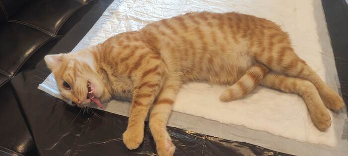 Худшее фото кота