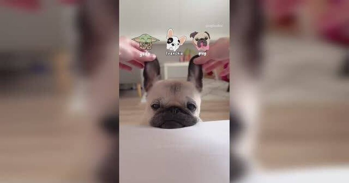Funny dogs, cats and other animals (part 9) - Series Cute and funny ponytails, Animals, Pets, Rutube, cat, Humor, Pig, Birds, A parrot, Small cats, Rat, Rodents, Duck, Sheeps, Milota, Dachshund, Video, Puppies