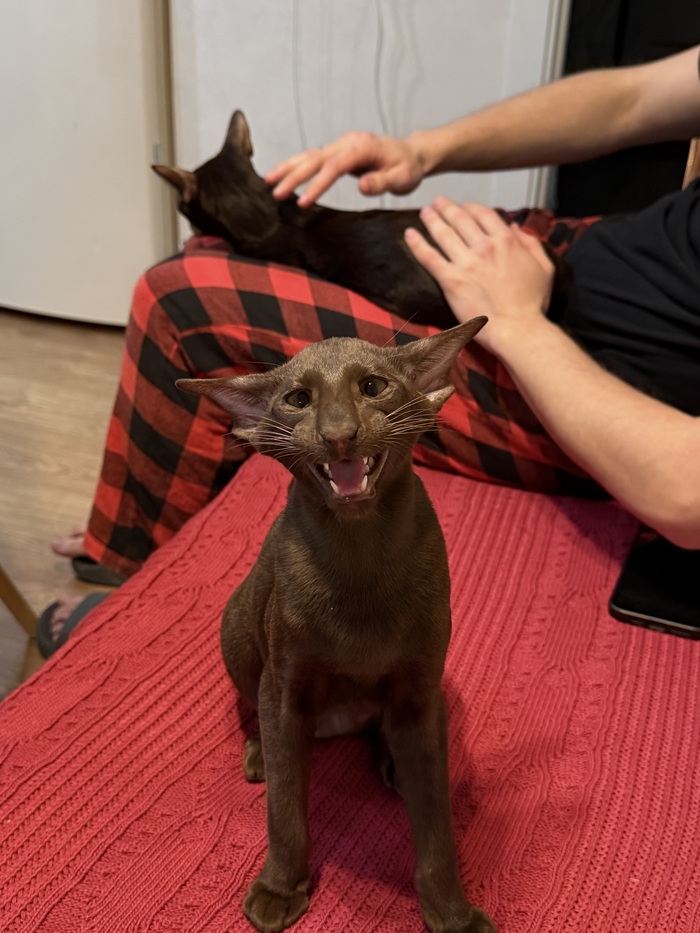 ����� �����)