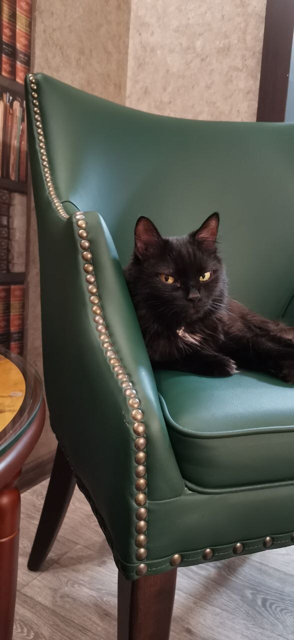 Лучшее фото кота