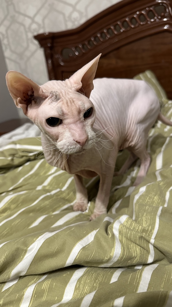 я хочу это оставить здесь для себя. 16 лет. сегодня ночью тебе сделали укол. просто спасибо тебе. Поцелуйте сегодня в нос своих питомцев.