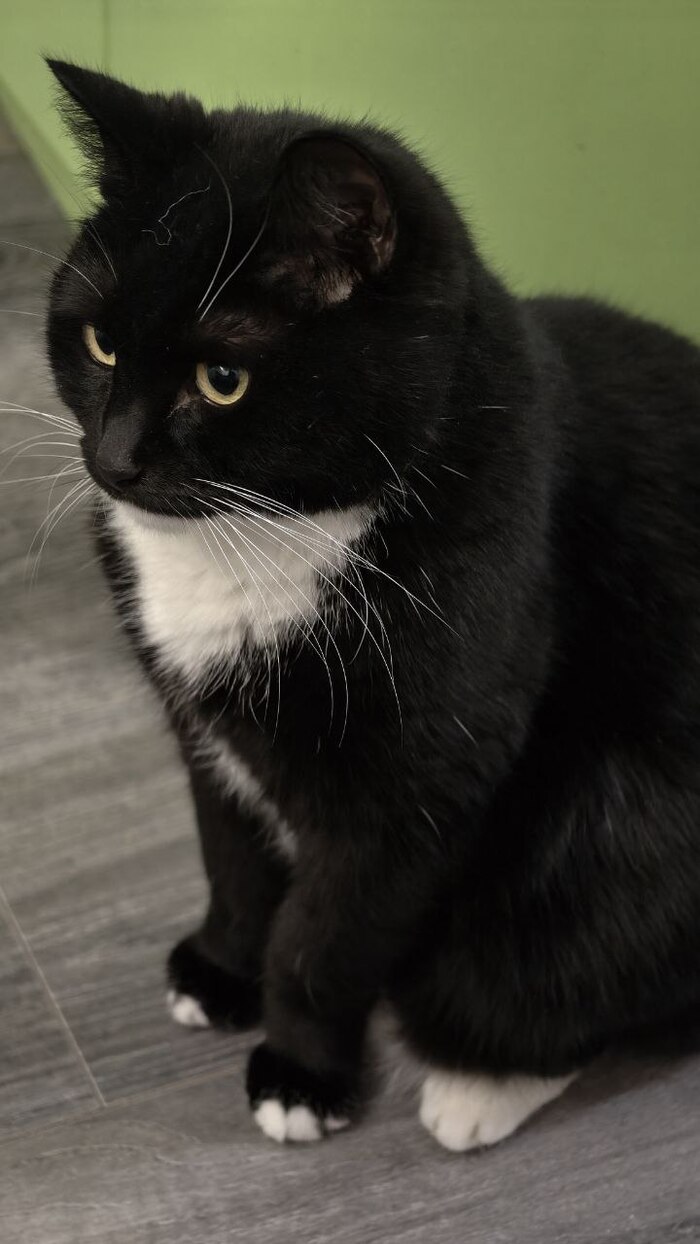 Мой личный джентльмен , Георгий (8 лет)