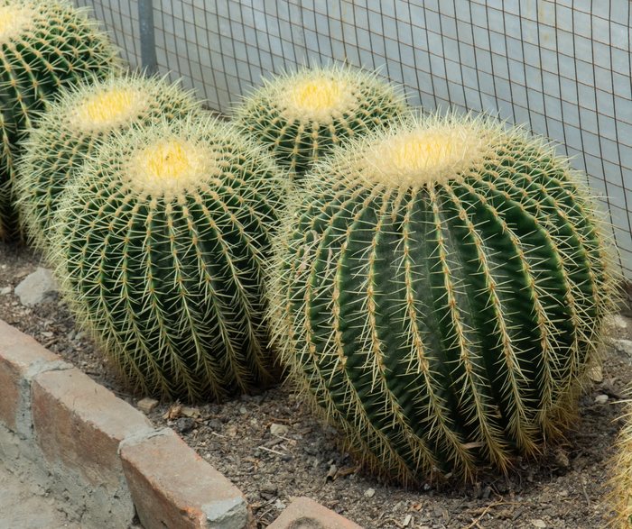 ������������ ��������, ����� ������� �� ����� ����.