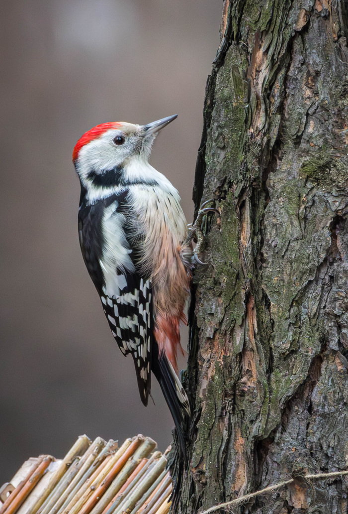 (���� �� �������� ��� ������� ��������) 