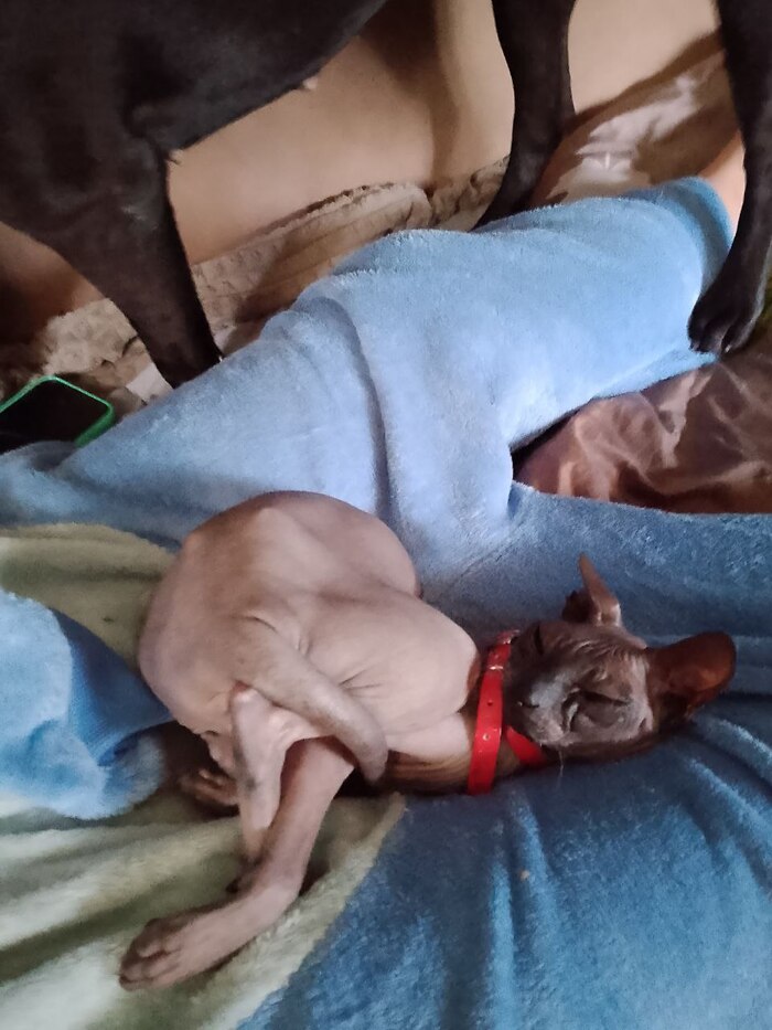 ����������� ���� ������ ���� ����� ����