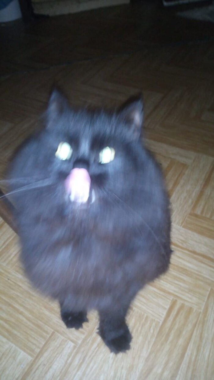 Моя лучшая фотография кота