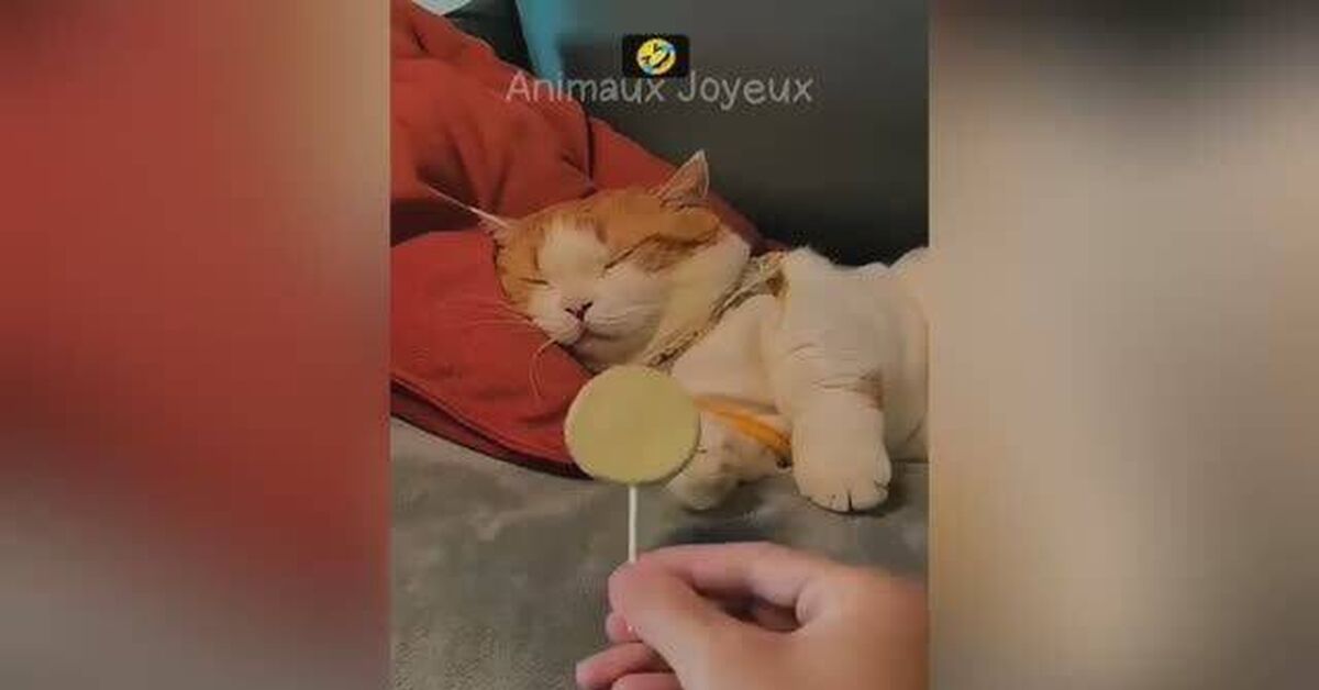 Funny Dogs, Cats, and Other Animals (Part 10) - Series Cute and funny ponytails, Animals, Pets, Rutube, cat, Humor, Dog, Puppies, Kittens, Paws, Milota, Fat cats, Video