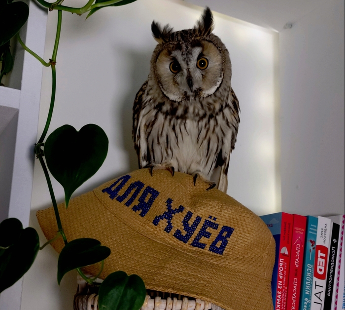 ������ ���� ���������� ������