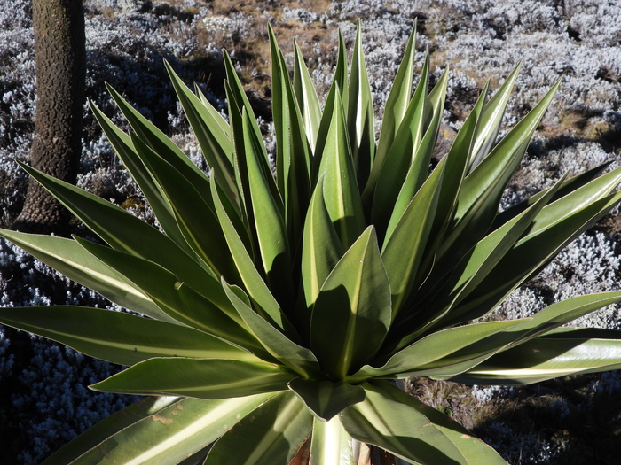 ������� ����������, �������. ���� �. ����������.