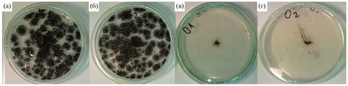 ������� Aspergillus niger F-4815D ����� 12 ����� ����� ������: � � ����� ������, � � ����� ������ + ��������������, � � ����� ������ ��� ��������, � � ����� ������ ��� �������� + �������������� / � ���������� � ��������������