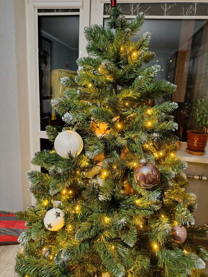 ������ ��������� ����