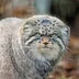 Manul77