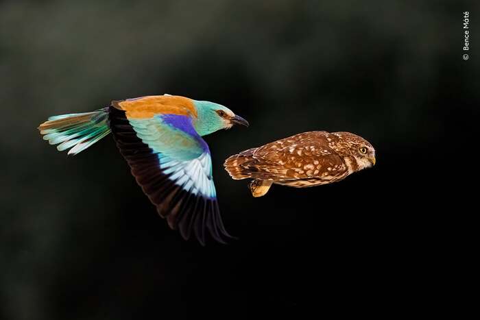 ����������� ������ �������� ����