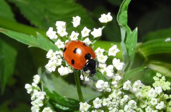 Coccinella septempunctata
