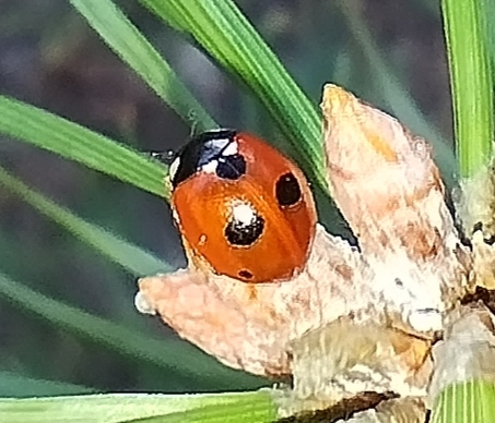 Coccinella quinquepunctata