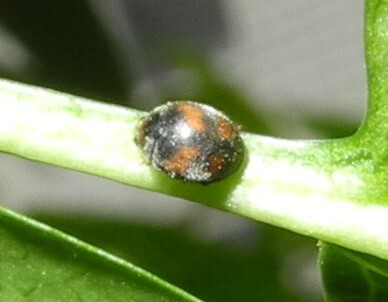 Platynaspis luteorubra, ����������������