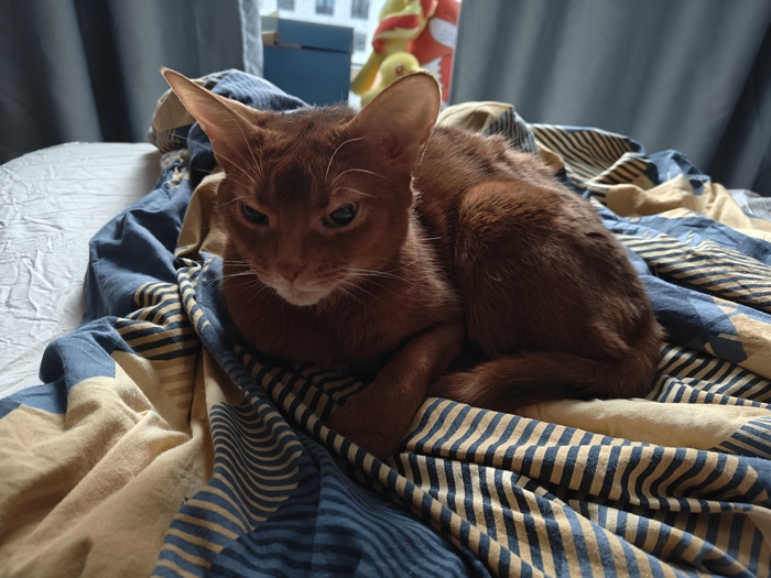 Котиков же много не бывает?)