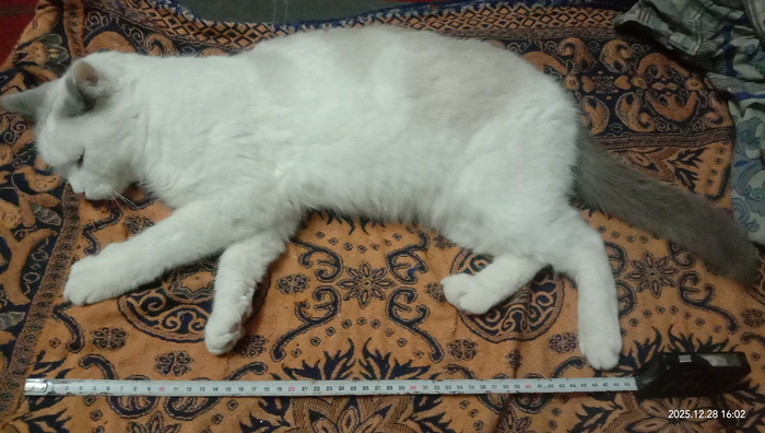 ��������� 49,5 �����������