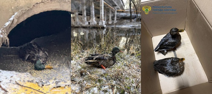 Жертвами массового замора птиц в Москве стали 142 утки?